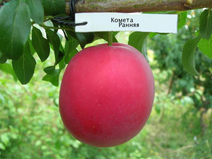 Trešnja šljiva rani komet