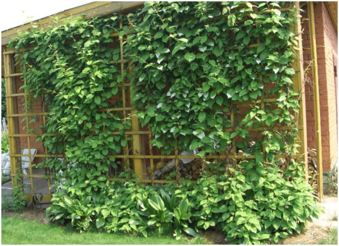 Actinidia kolomikta na drvenom nosaču