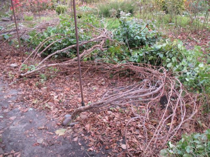 Actinidia kolomikta, preuzeta iz rešetki
