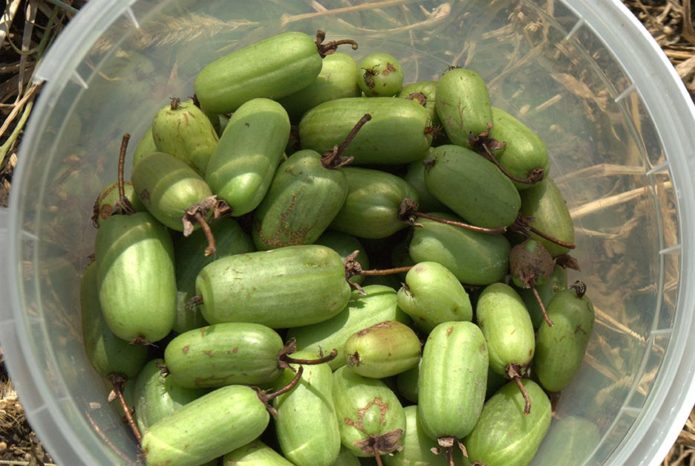 Sorta Actinidia Kolomikta Leningradskaya krupnoplodna