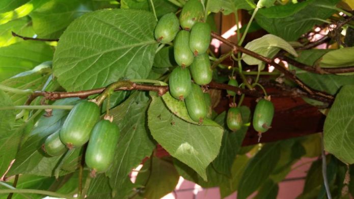 Sorta Actinidia Kolomikta rujan