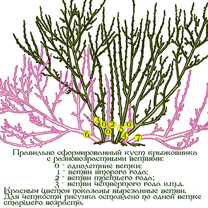 Formirani grm ogrozda