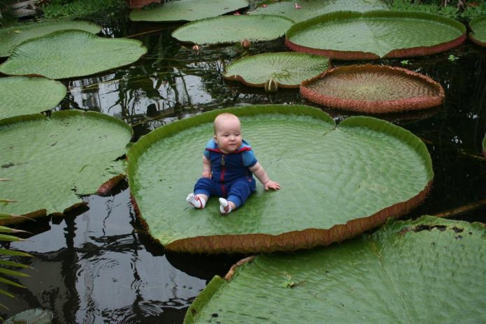 Beba na Amazonu Victoria Leaf