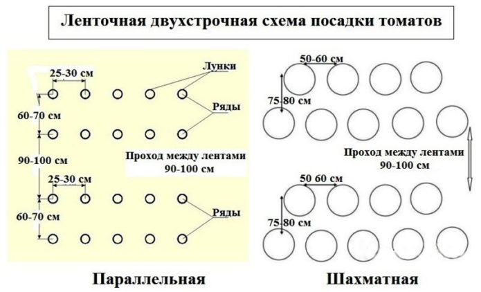 Juosta dviejų linijų pomidorų sodinimo schema