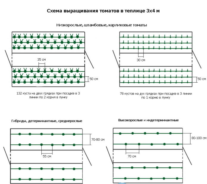 Pomidorų sodinimo į šiltnamį 3x4 schema