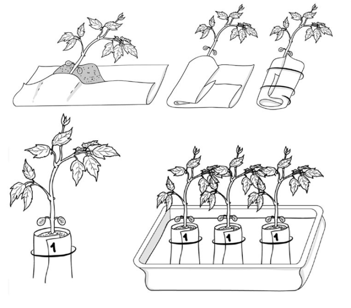 Skinti pomidorus į sauskelnes