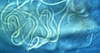 Matična nematoda