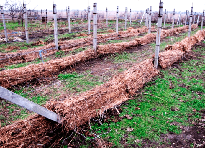 Priprema vinograda za zimu