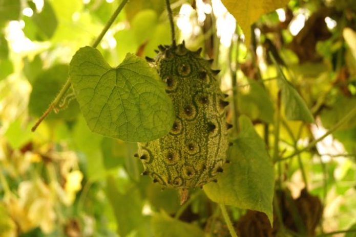 Kiwano na grani