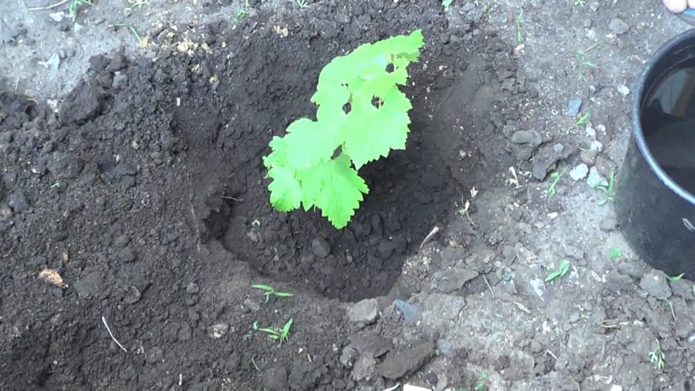 Produbljivanje sadnice grožđa