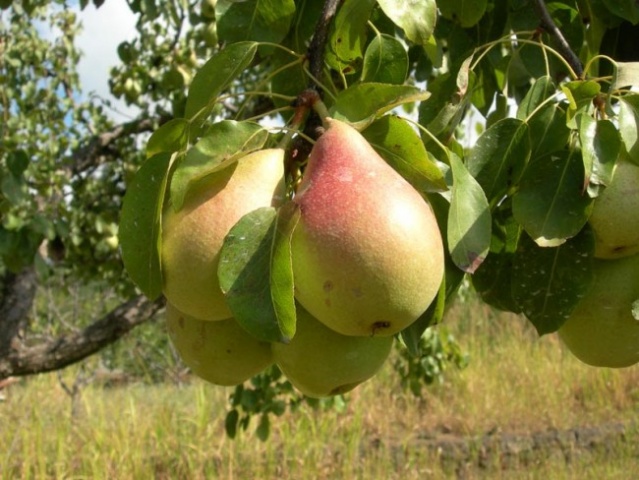 Ljepota kruške šume