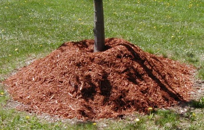 Korijenje drveća ispod debelog sloja malča