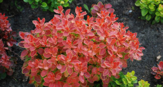 Divljenje Barberry Thunberg