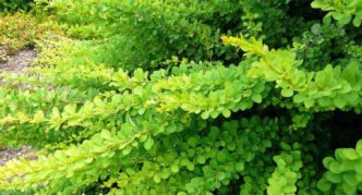 Zeleni tepih Barberry Thunberg