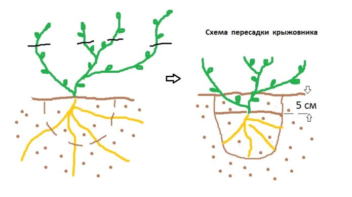 Shema transplantacije grma ogrozda