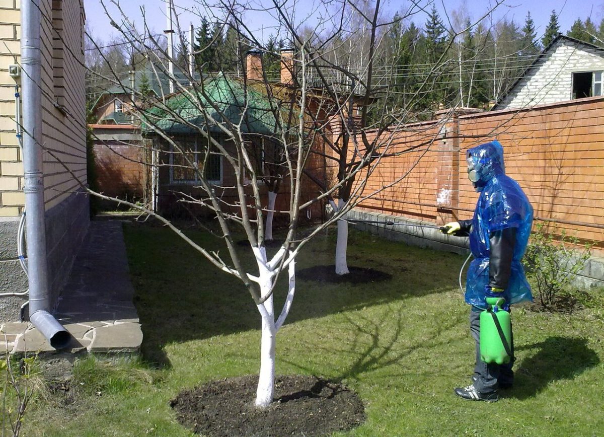 pospite višnje