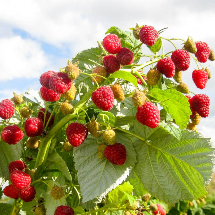 Maline