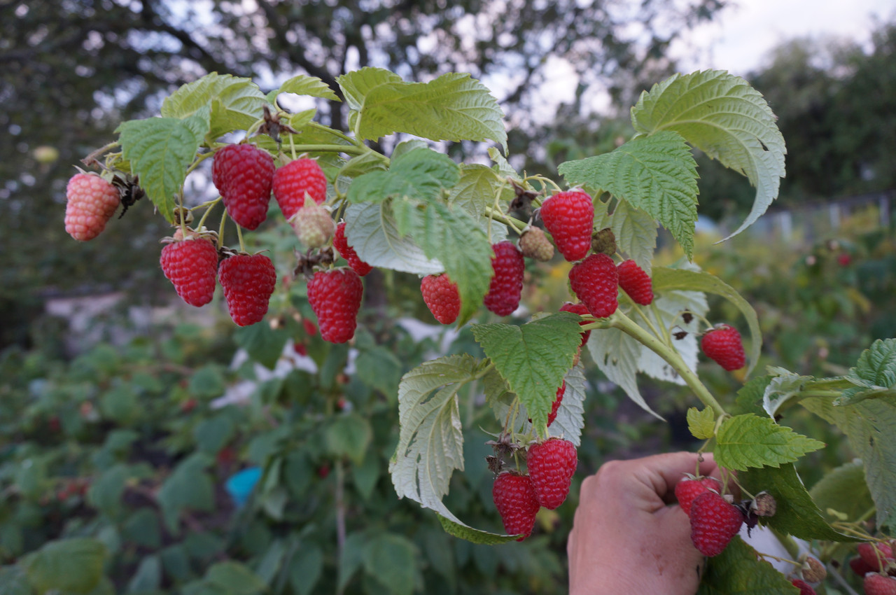 Popravljena vatrena ptica maline, pravilna sadnja i njega