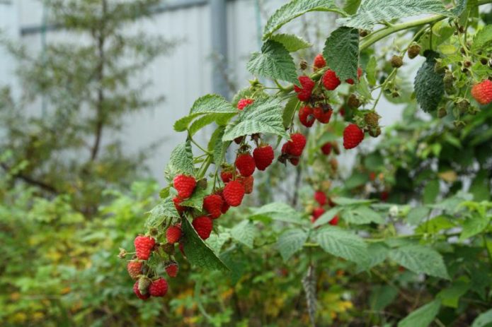 Grana maline Firebird