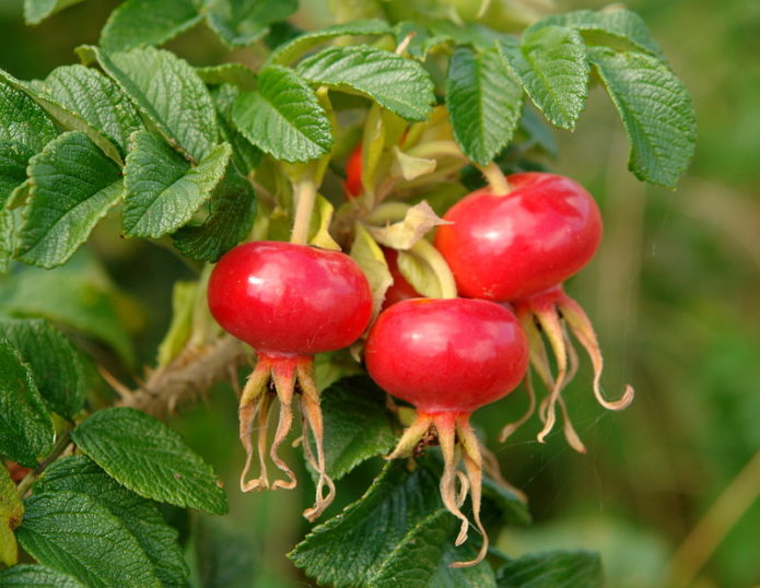 Frutto di rosa canina