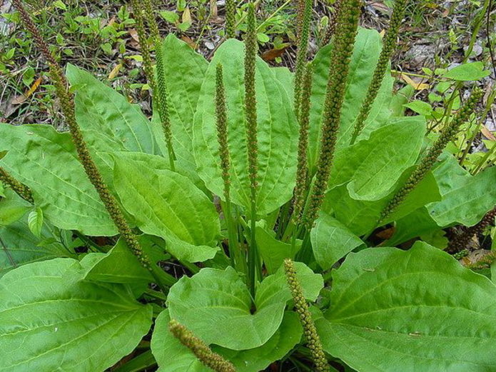 Piantaggine