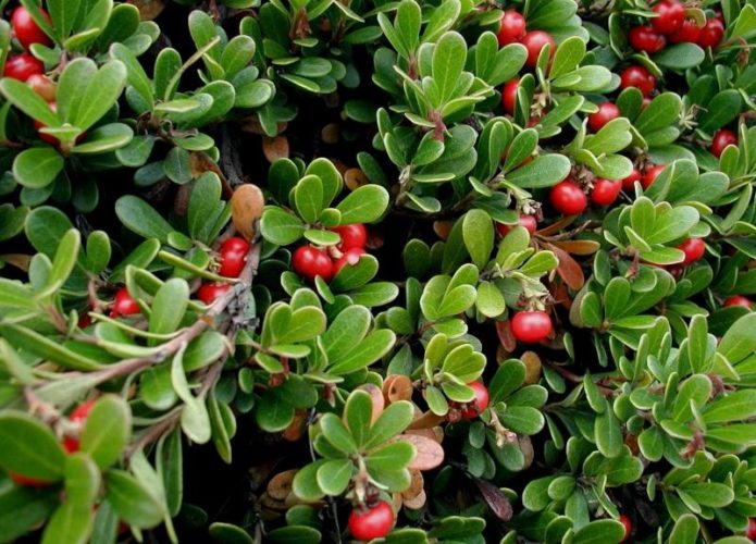 Uva ursina