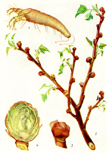 Bubrežna grinja