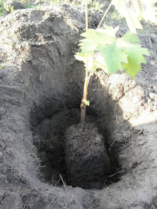 Sadnica grožđa u sadnoj jami