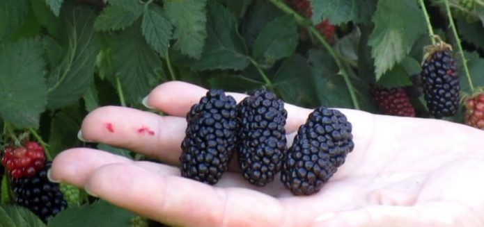 Sorte kupina Karaka Black