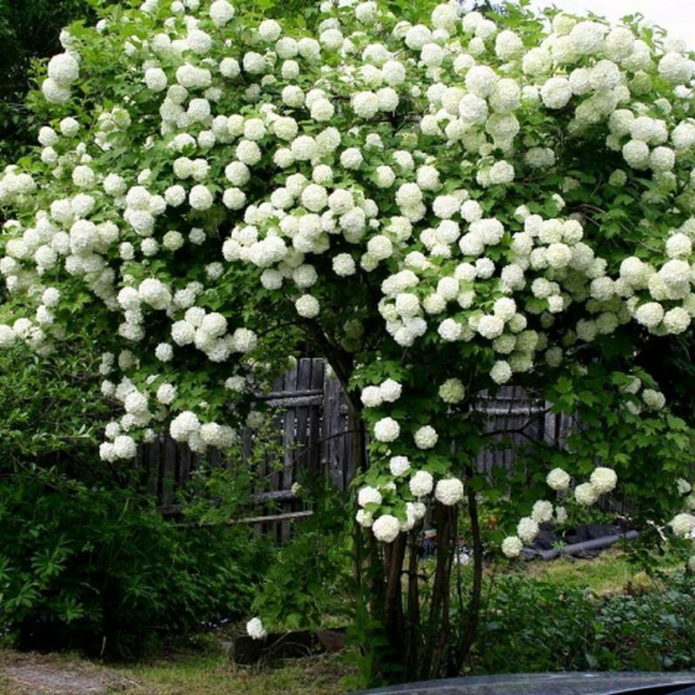 Viburnum sorte Roseum