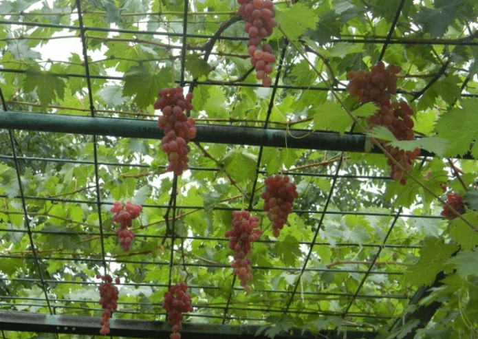 Sjenica za grožđe