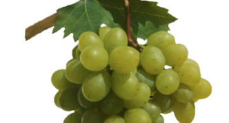 Garantno grožđe