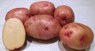 Bulvės Žukovskis anksti
