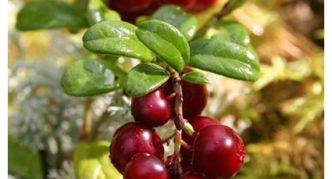 Lingonberry sorta Kostromichka