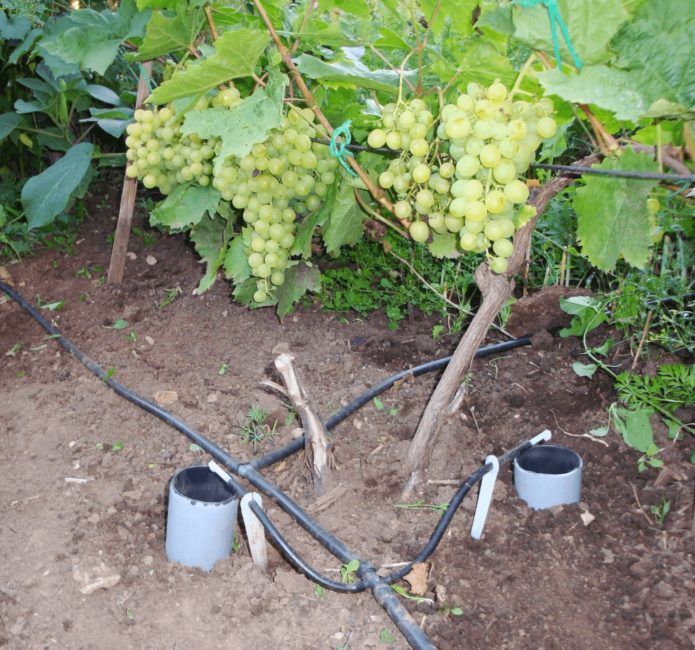Zalijevanje grožđa