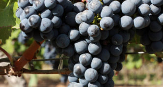 Sorta grožđa cabernet sauvignon
