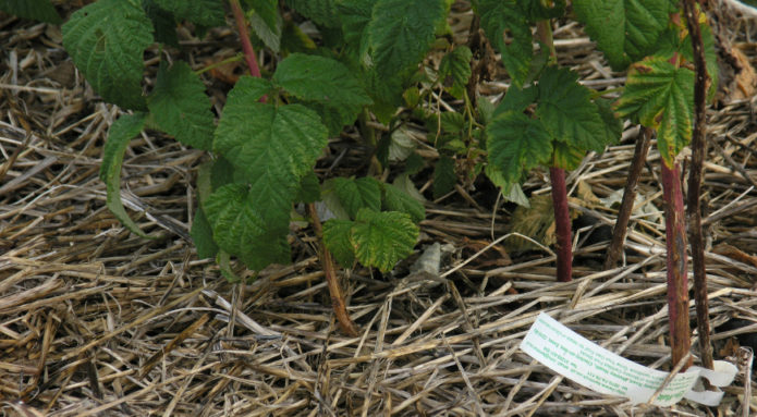 Malčiranje maline