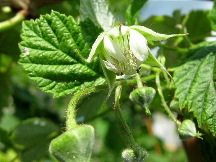 Cvijet maline