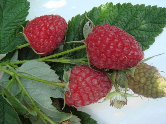 Sorte maline Brusvyana