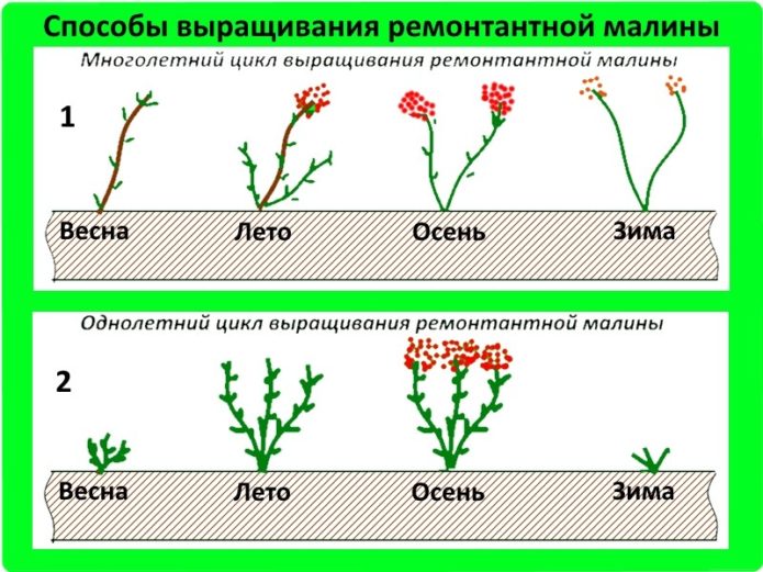 Shematski prikaz grma remontantne maline
