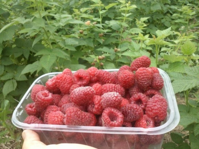 Berba maline Brusvyan
