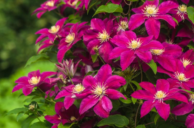Clematis se brine za jesen i priprema ga za zimu