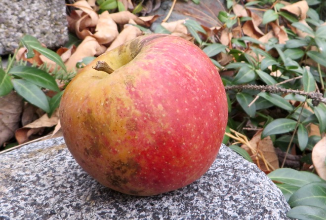 Kidds Orange Red jabuka