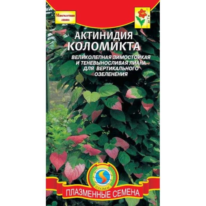Sjeme kivija