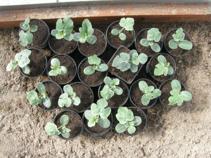Sadnica lubenice