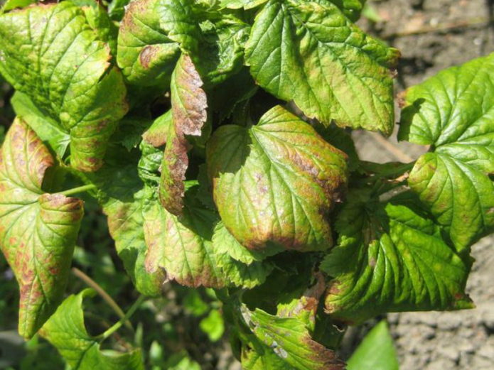 Antraknoza crnog ribiza