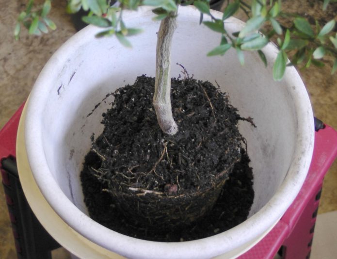 Transplantacija naranče