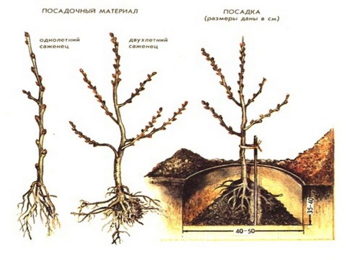 Shema sadnje morske krkavine