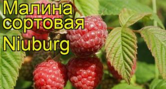 Sorta maline Newburgh