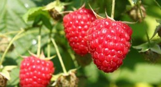 Sorta maline rubin bugarska